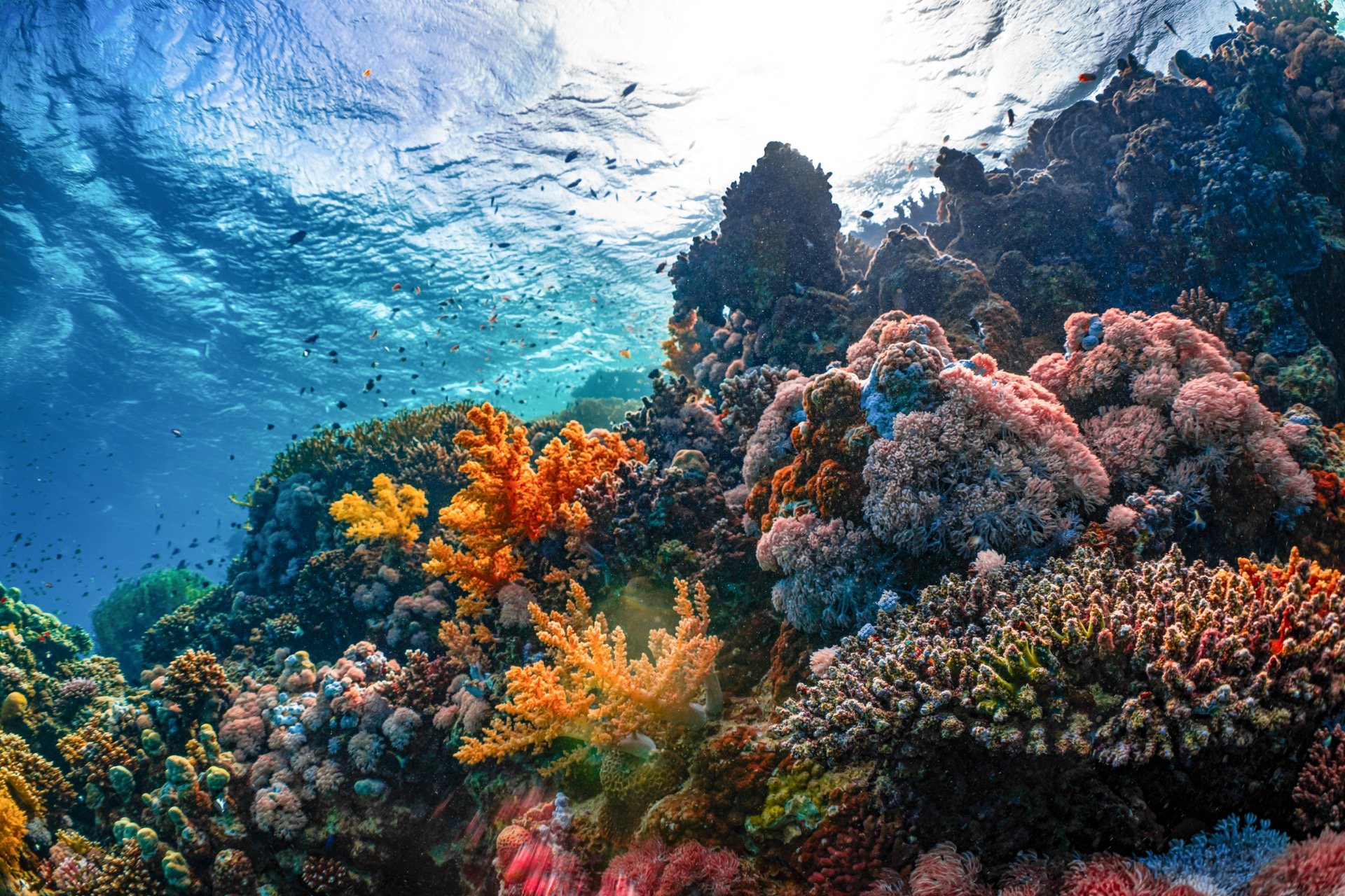 Красное море в Египте